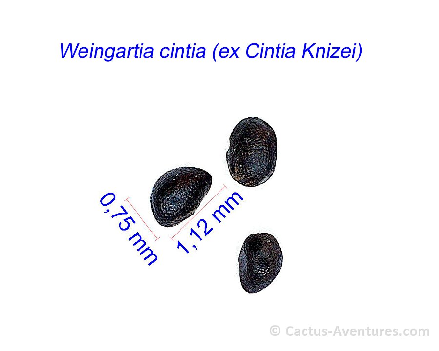 Weingartia cintia (ex Cintia Knizei) JM